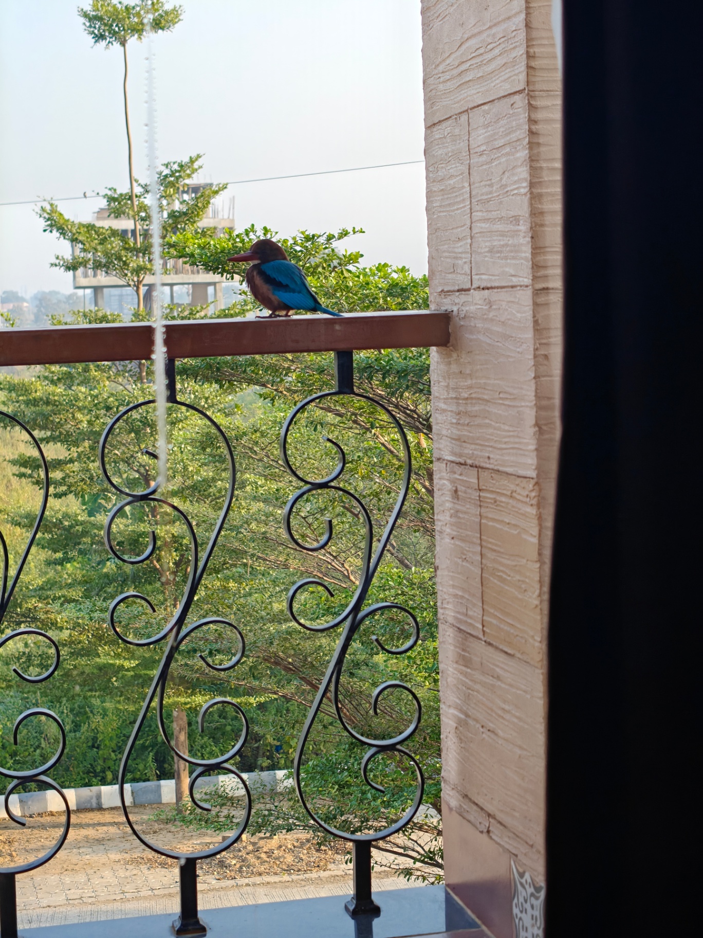 Garden view from the balcony with visiting kingfisher