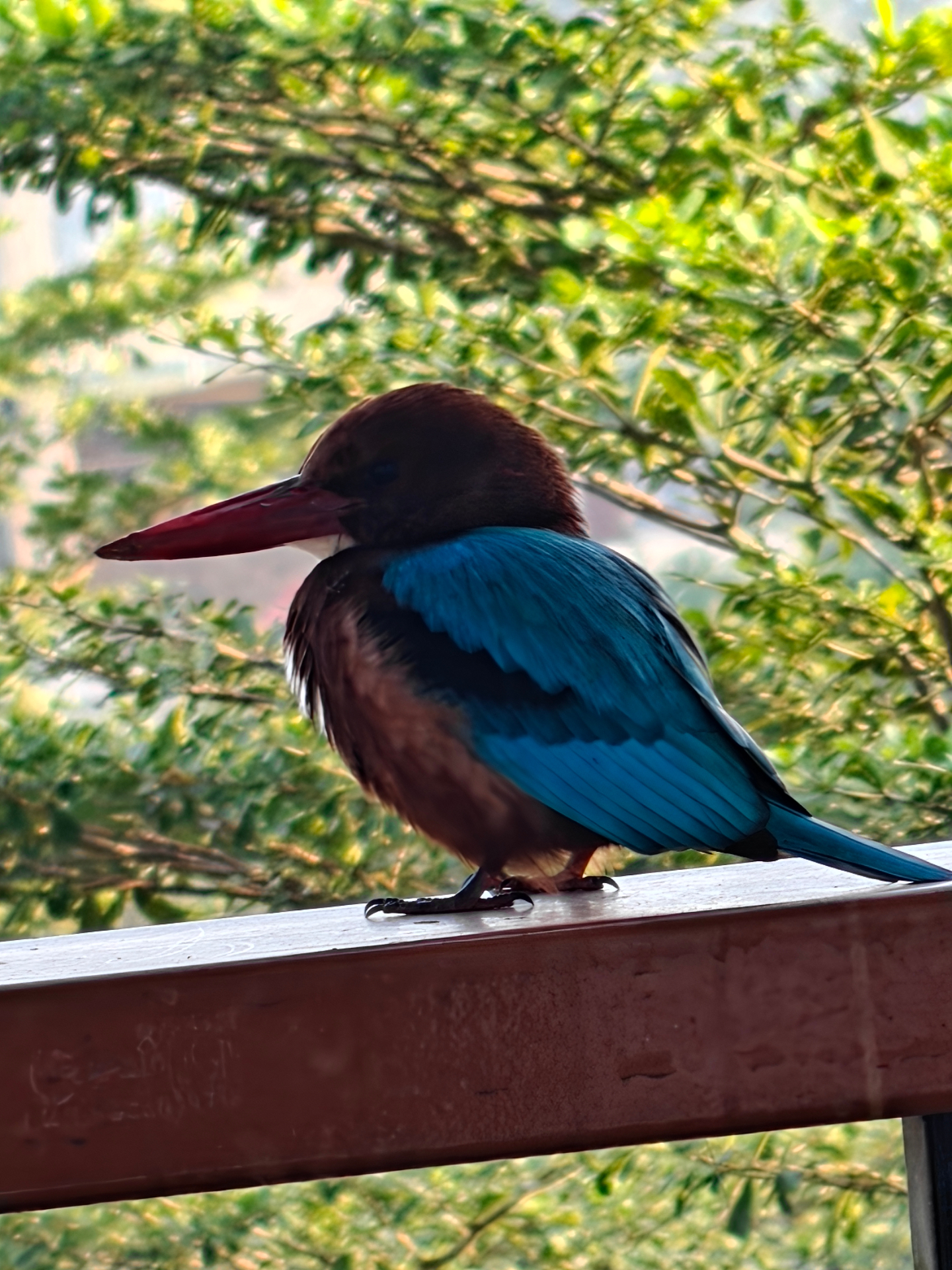 White-throated kingfisher resting on the balcony railing